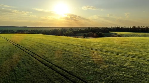 Wheat Field Aerial