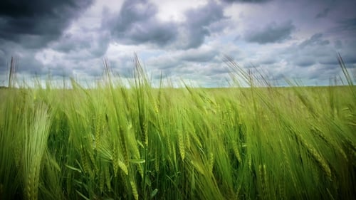 Wheat Field