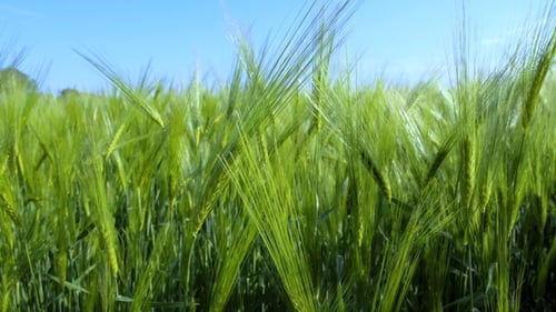 Wheat Field Cereals