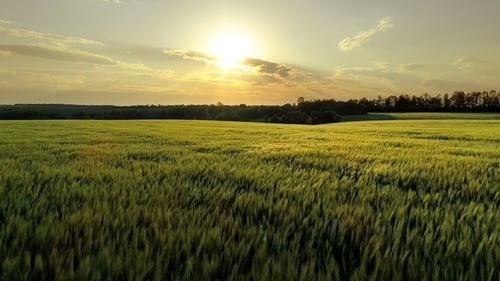Wheat Field