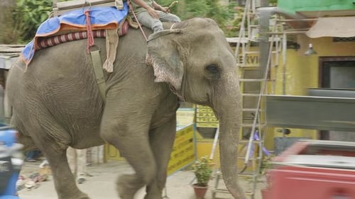 Elefant geht auf die Straße in der Stadt Nepal. Chitwat-Nationalpark