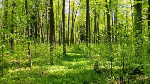 Flying Between the Trees in the Spring Forest.