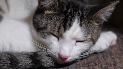 Cute Tabby Cat Is Sleeping in Room, Opening Eyes and Yawning