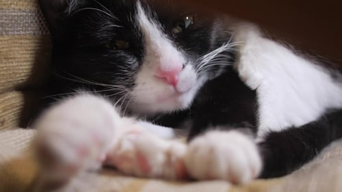Süße Katze schwelgt auf einem Stuhl im Zimmer, aus Augen und Pfoten