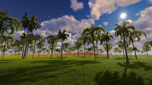 Time-Lapse Sunrise to Midday Over Tropical Palm Tree Field