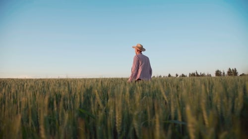 Successful Farmer Walks and Checks the Wheat's Harvest in the Field.