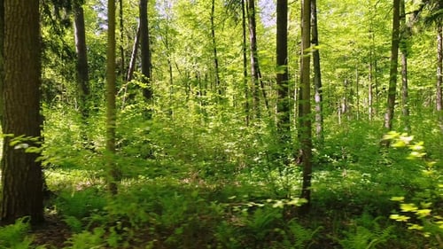 Flying Between the Trees in the Spring Forest.