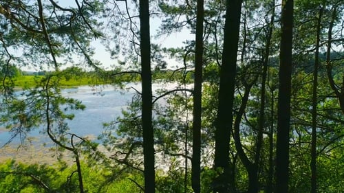 Flying Between the Trees in the Spring Forest on a Blue Lake Background