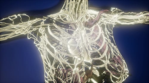 Glowing Human Lymphatic and Circulatory System Medical Animation