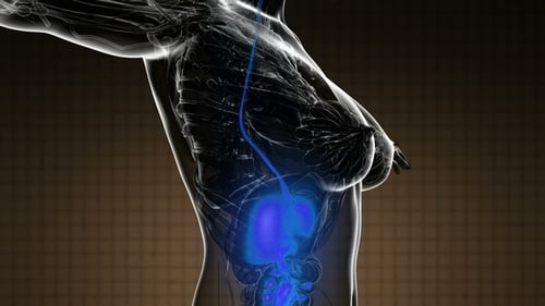 Human Body Scan Digestive System with Glowing Blue Organs Animation