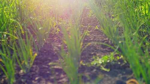 Line of Early Green Onion Plantation in Spring. of Young Green Onion in the Garden Cultivated at Su