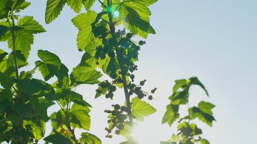 Grüne Beeren auf einem Busch