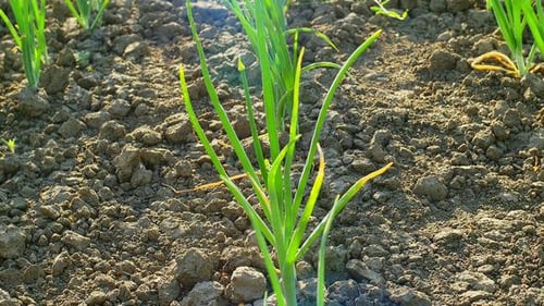 Line of Early Green Onion Plantation in Spring. of Young Green Onion in the Garden Cultivated at Su