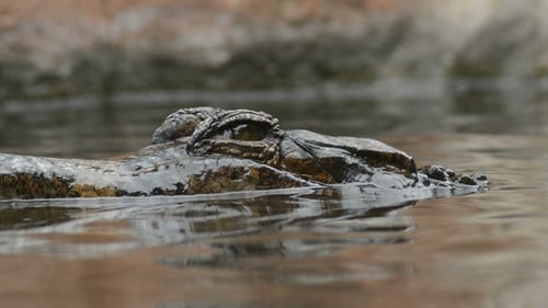Faux-Gharial ou Tomistome immergé dans une rivière