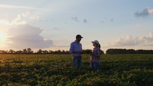 Farmers Man and Woman Are Talking While Standing in a Field