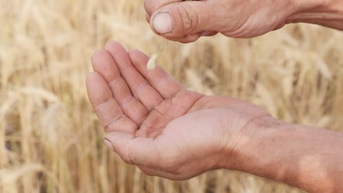 Farmer in a Field Holding and Examining Crop in His Hands
