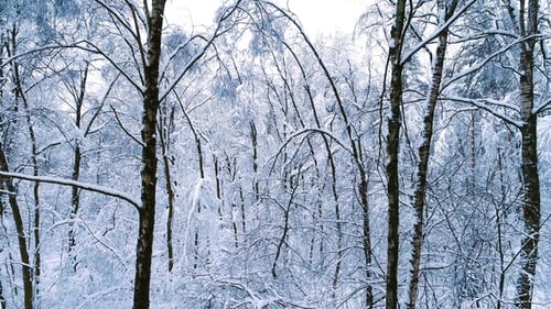 Snowy Branches in Forest. Winter Fairy Background