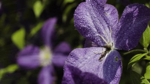 Drops of Water Splashing at Purple Flowers in the Garden