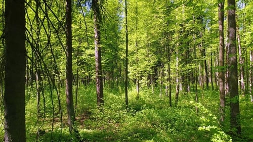 Flying Between the Trees in the Spring Forest.