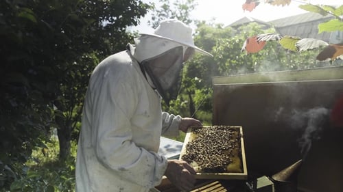 Imker mit Schutzschleier und Hut inspiziert Waben mit Bienen
