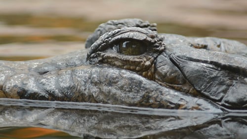 Crocodile flottant dans la rivière
