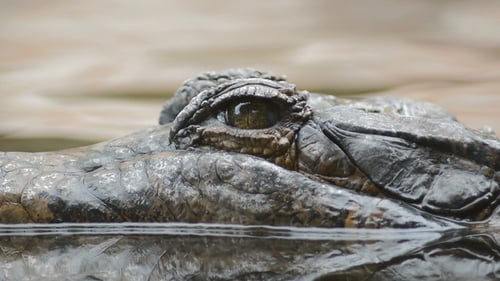 Auge des im Fluss schwimmenden Krokodils