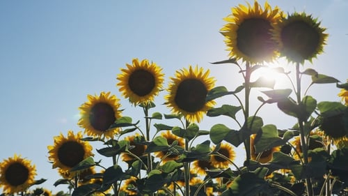 Walking Thru a Sunflower Field on a Sunset