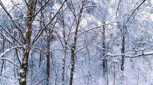 Snowy Branches in Forest. Winter Fairy Background