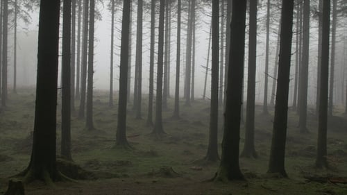 Gruseliger Wald im Nebel