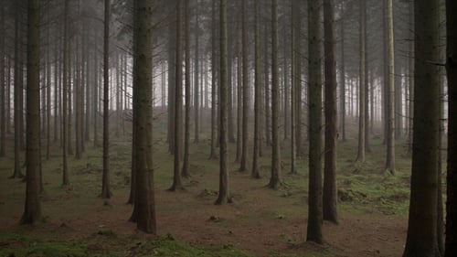 Gruseliges Waldland