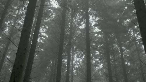 Misty Woods