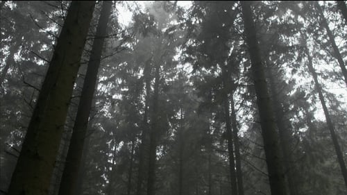 Bewegen Sie sich durch unheimliche Wälder
