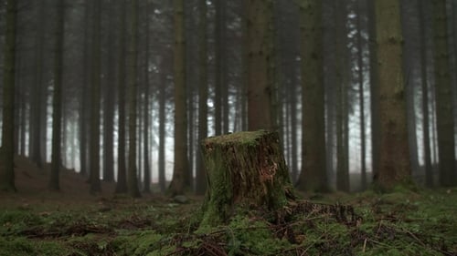Tree Stump in Woods
