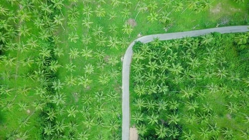 Luftbild der Straße über die Kokospalmenplantage