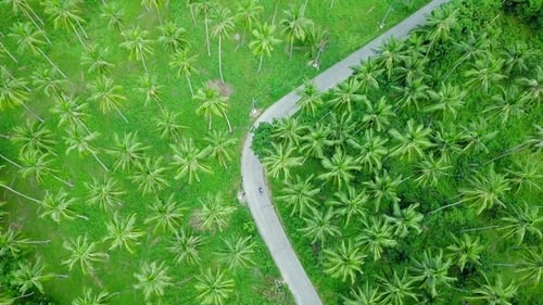 Aerial View of Transport Moving Along the Road Across Coconut Palm Tree Plantation