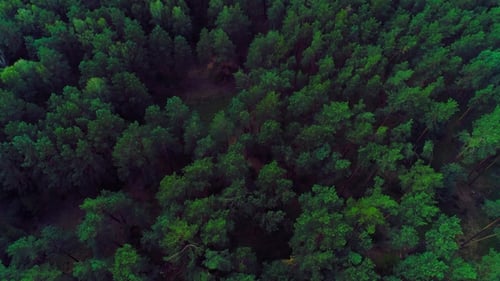 Survol aérien d'une belle forêt verte