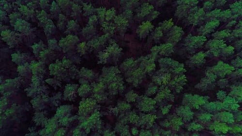 Aerial Fly Over a Green Forest