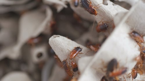 Cockroach Colony in the Zoo