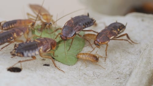 Close-Up of Cockroaches Eating a Leaf