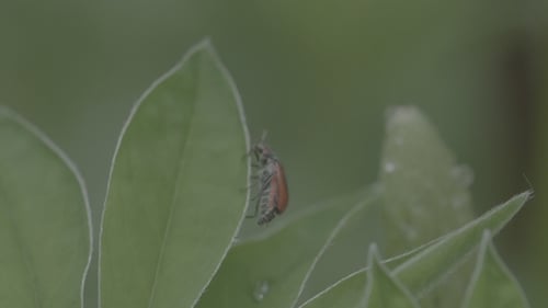 Scarabée à moustache sur fleur