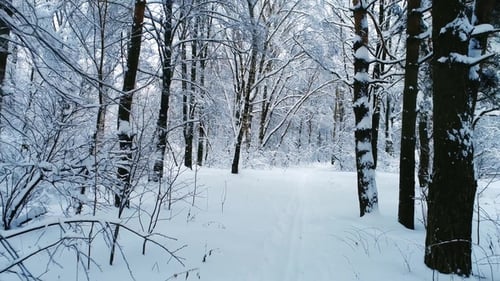 Snowy Branches in Forest. Winter Fairy Background