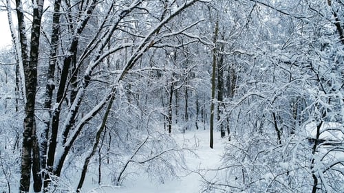 Snowy Branches in Forest. Winter Fairy Background