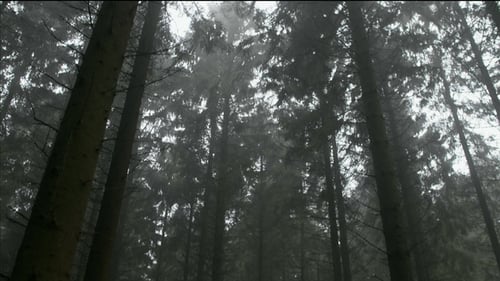 Bewegen Sie sich durch unheimliche Wälder
