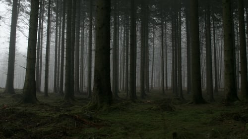 Eerie Forest