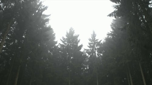 Misty Forest
