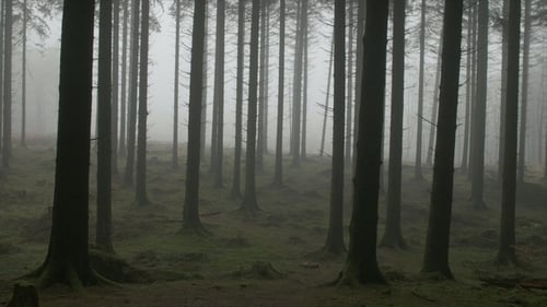 Spooky Forest in Mist