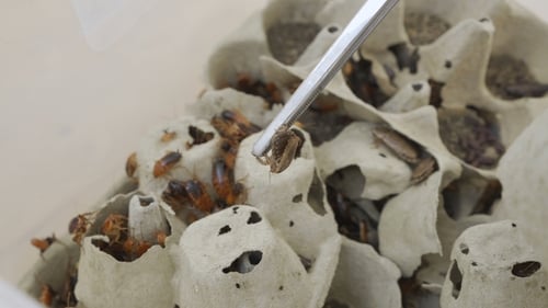 Colony of Turkmen Cockroaches
