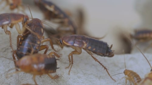 Cockroach, Cockroach with Food, Many Cockroach