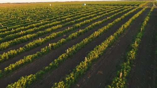 Green Rows of Strawberry Bushes From the Top