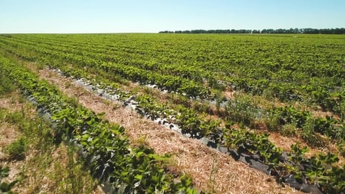 Aerial View From Drone at Green Strawberry Field